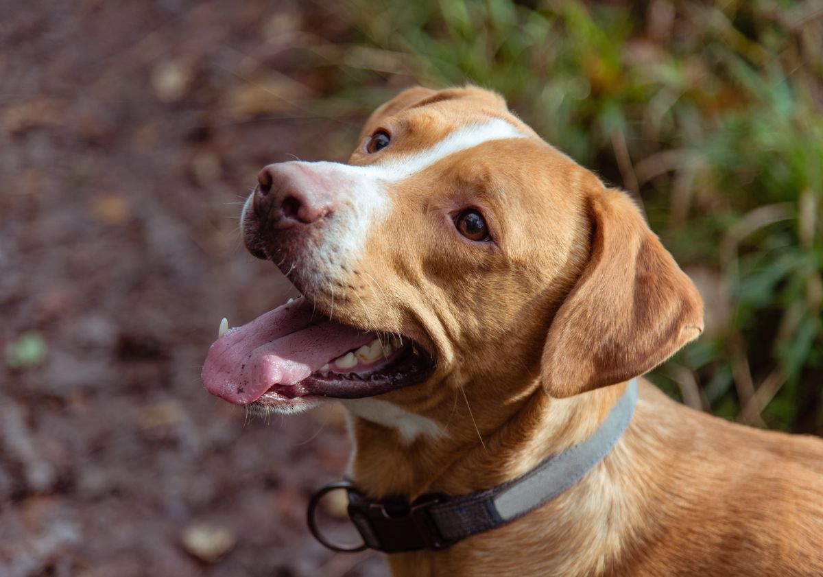 chien roux et blanc regardant son maître pendant une promenade