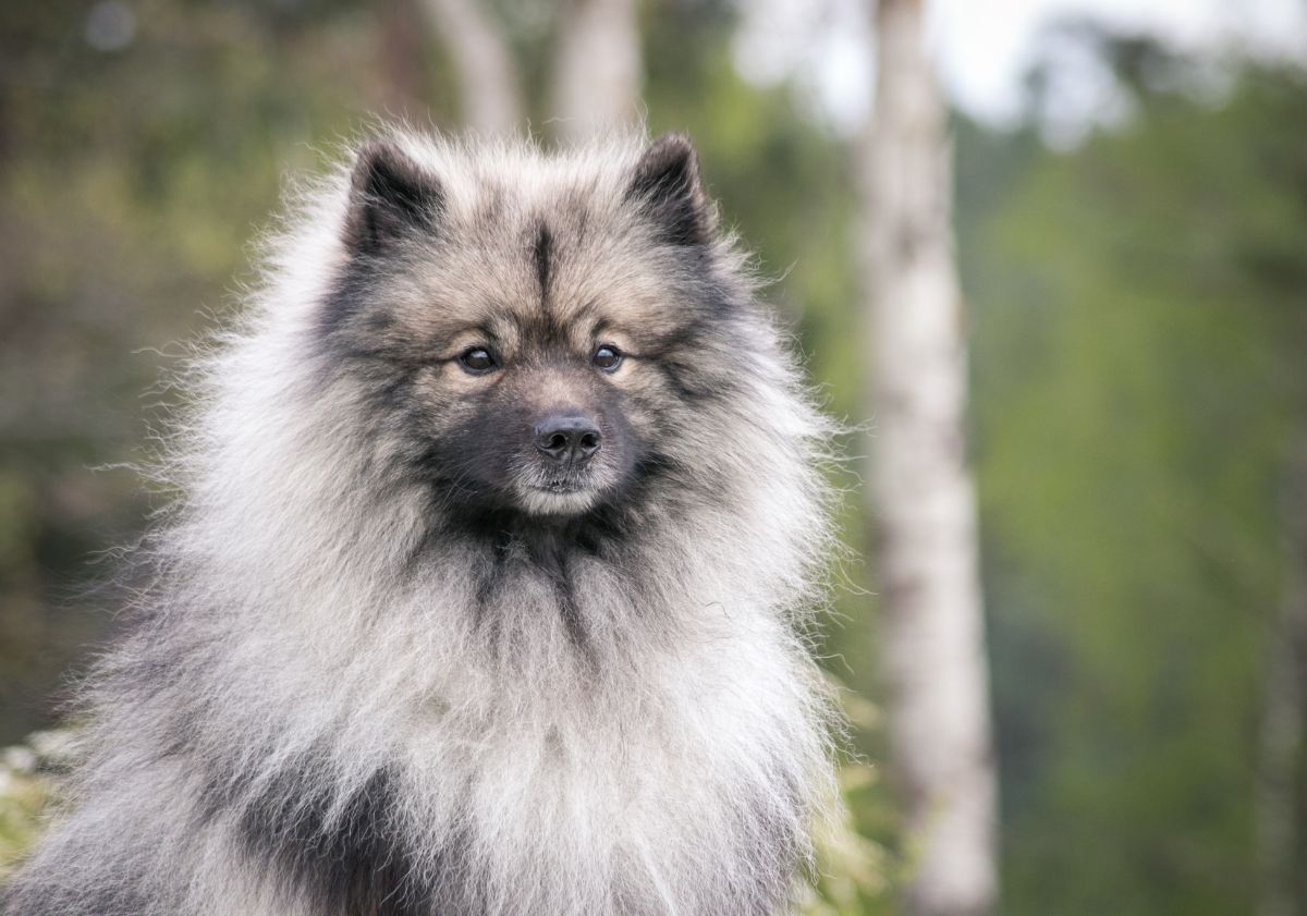 spitz assis dans la forêt