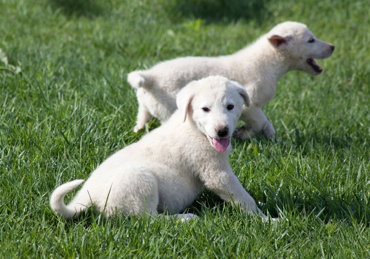 chiots akbash jouant dans l'herbe