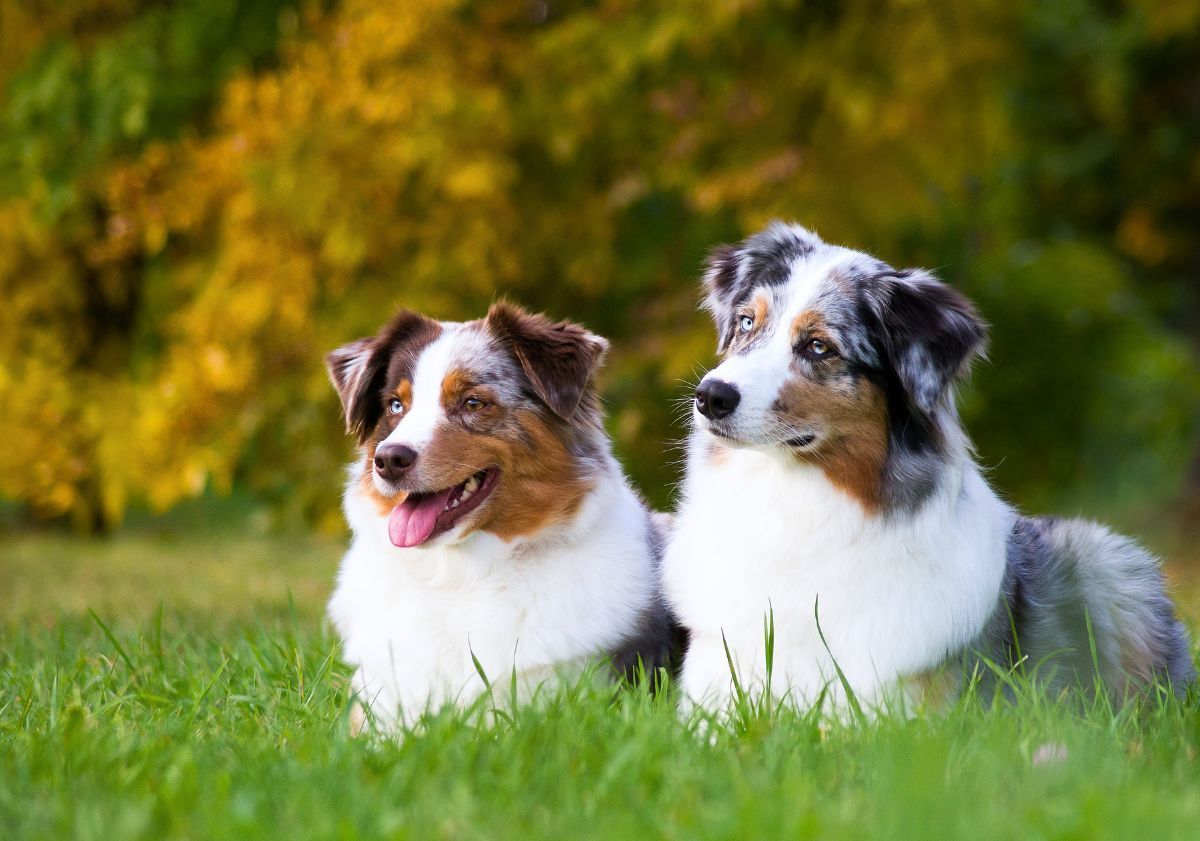 deux bergers australiens couchés dans l'herbe