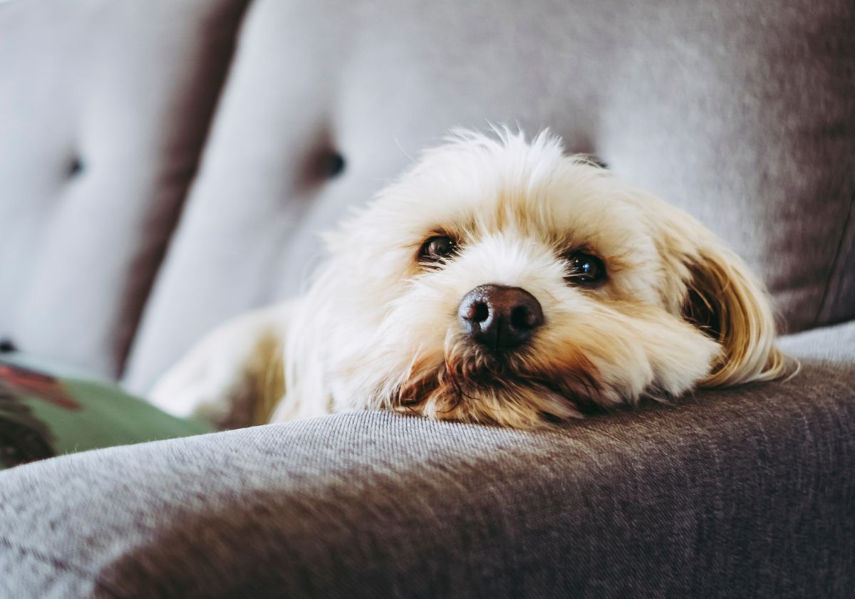 chien blanc allongé sur un canapé gris
