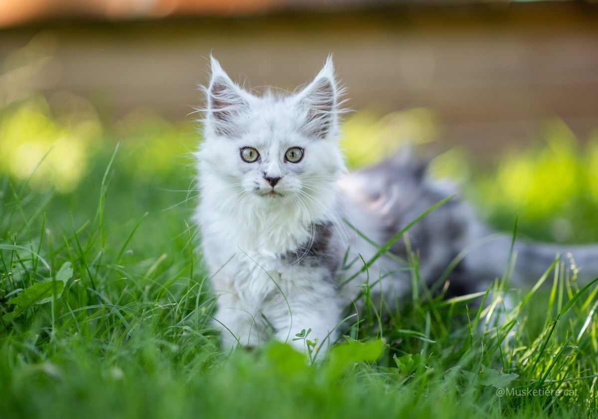 chaton maine coon blanc