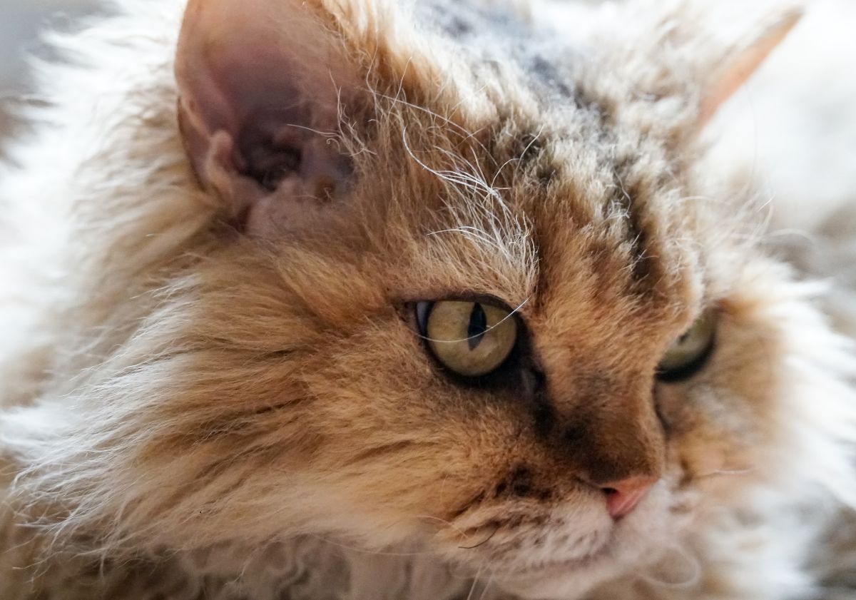 Selkirk Rex yeux portrait
