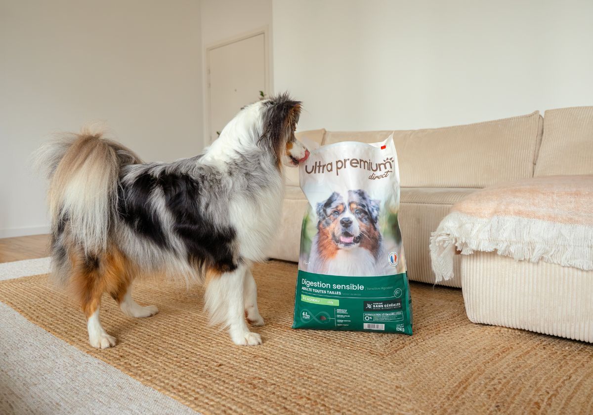 chien avec ses croquettes ultra premium direct