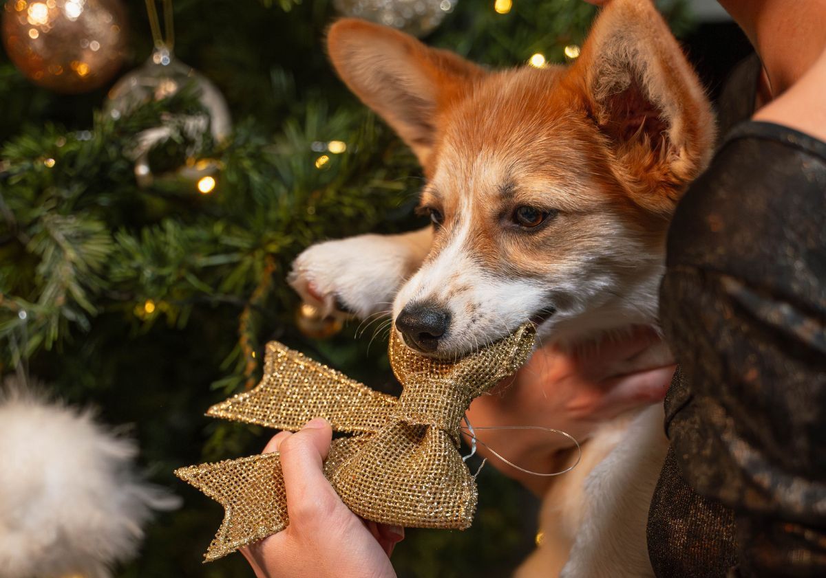 corgi mangeant un noeud de noël