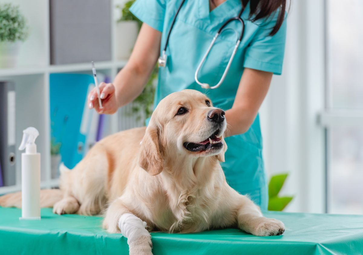 golden retriever chez le vétérinaire