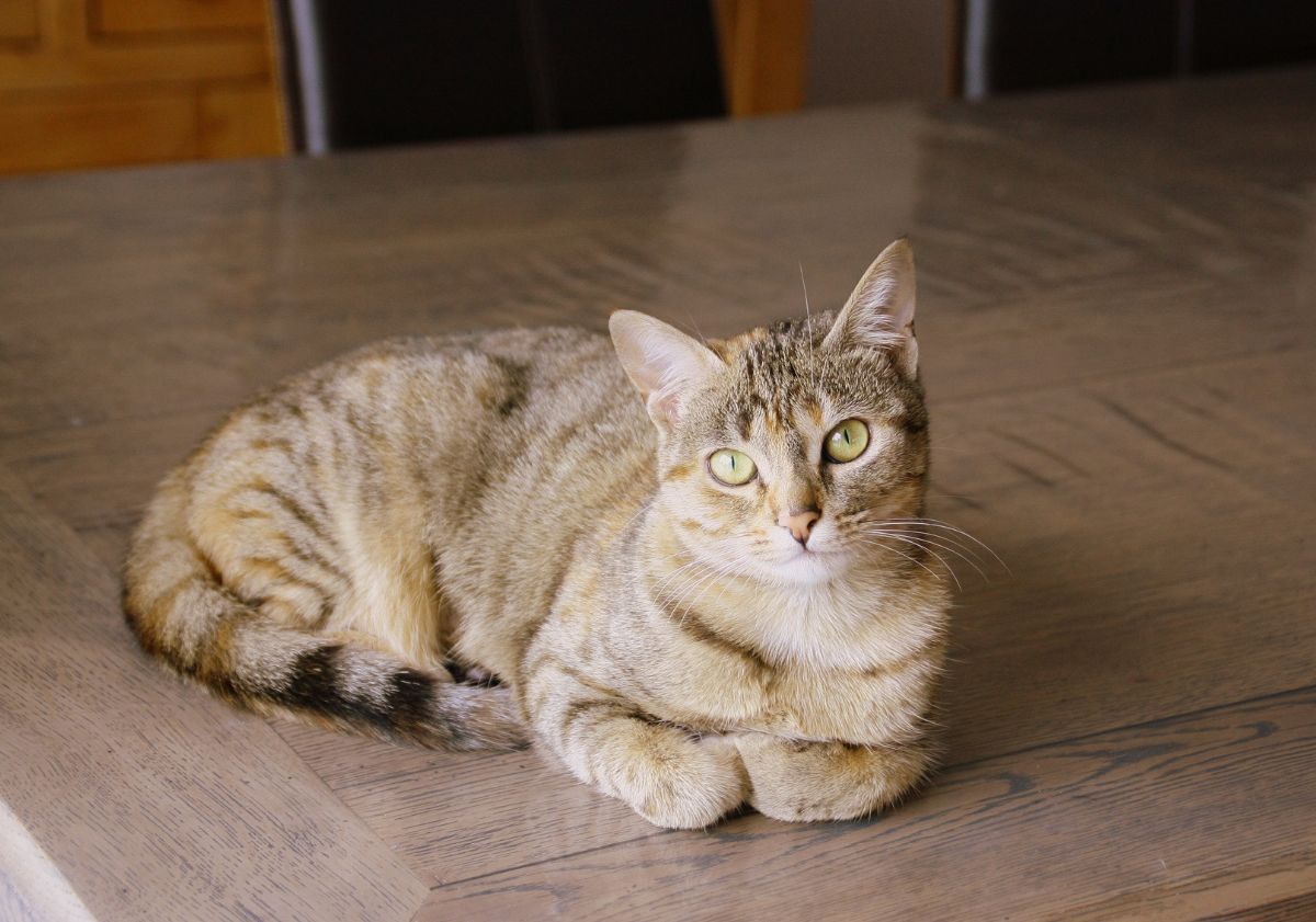 chat couché sur le sol