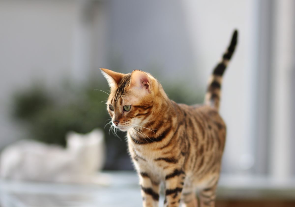 chat tabby fauve