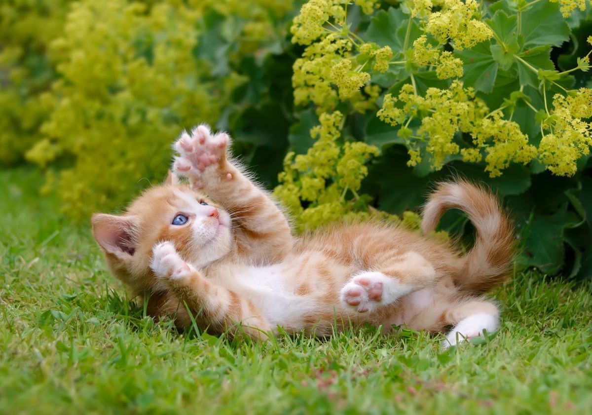 chaton beige s'amusant dans l'herbe