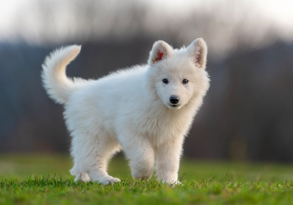 chiot blanc dans l'herbe