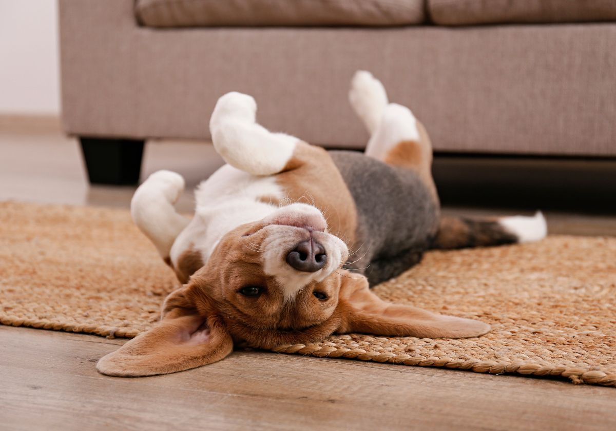 beagle blanc roux et noir se roulant sur son tapis
