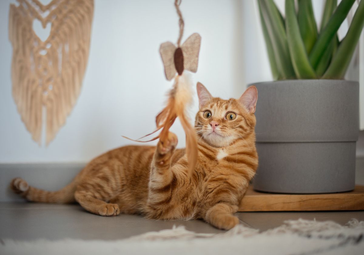 chat roux jouant à la canne à pêche papillon