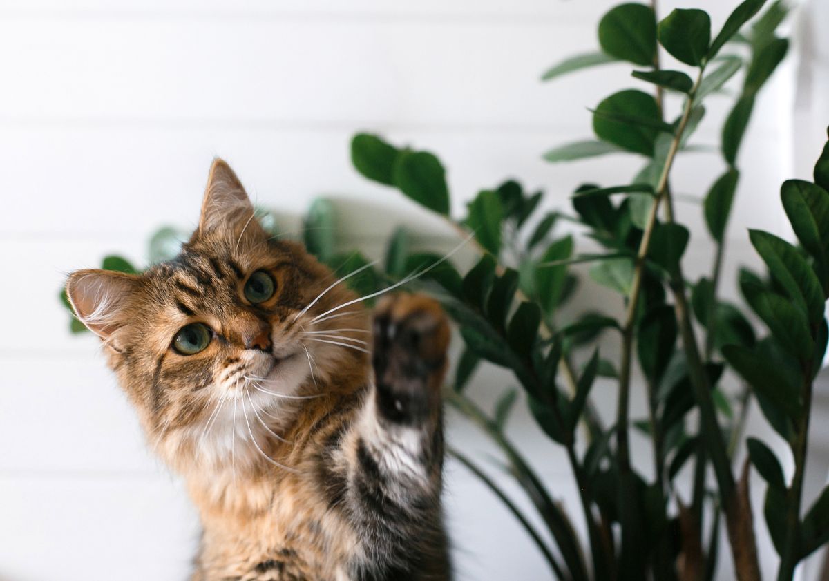 chat devant un mûr blanc et une plante