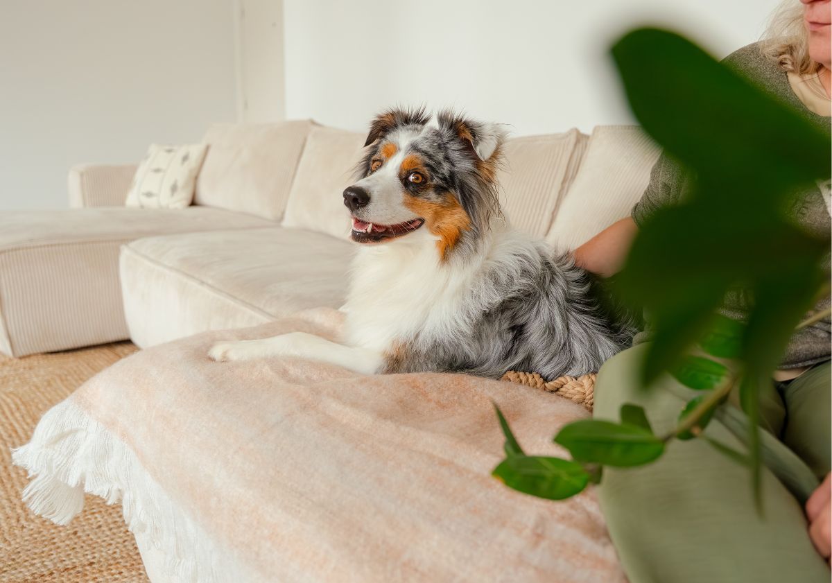 berger australien sur son canapé