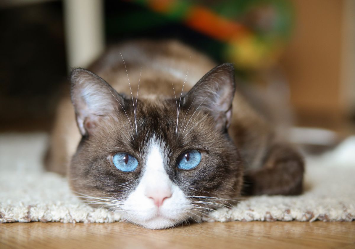 snowshoe de face aux yeux bleus