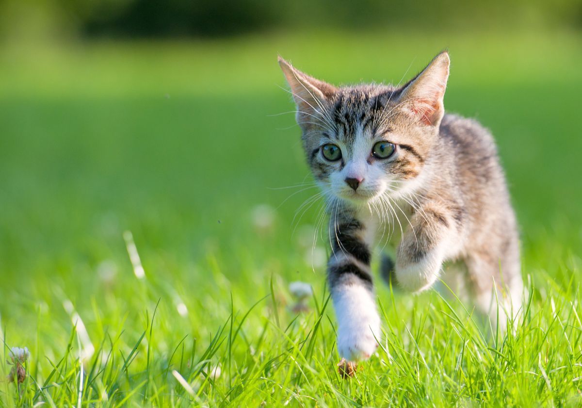 chaton marchant dans l'herbe
