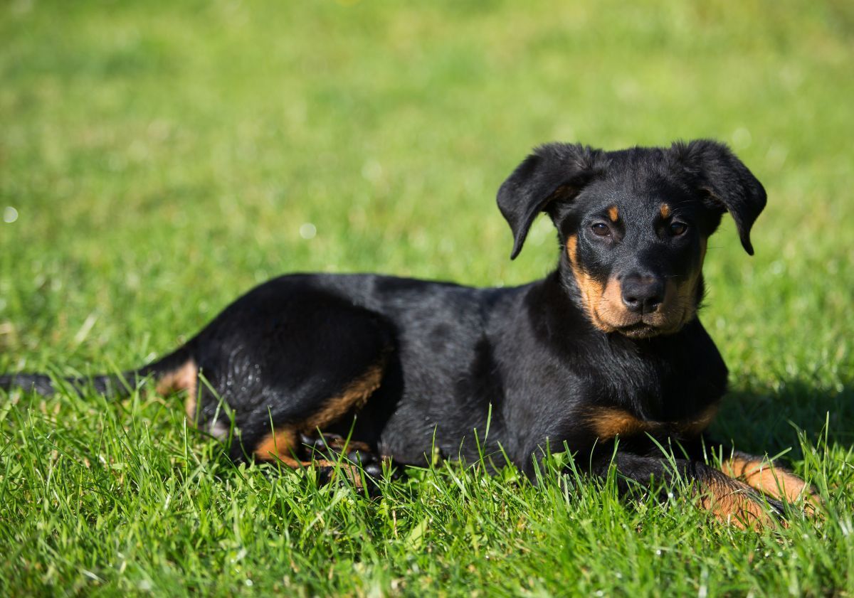 chiot allongé dans l'herbe