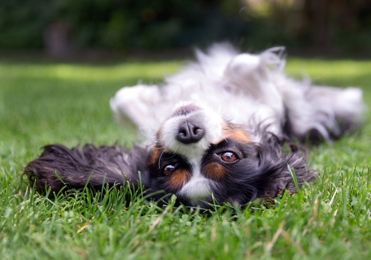 cavalier king charles noir blanc et feu allongé sur l'herbe dans un pré