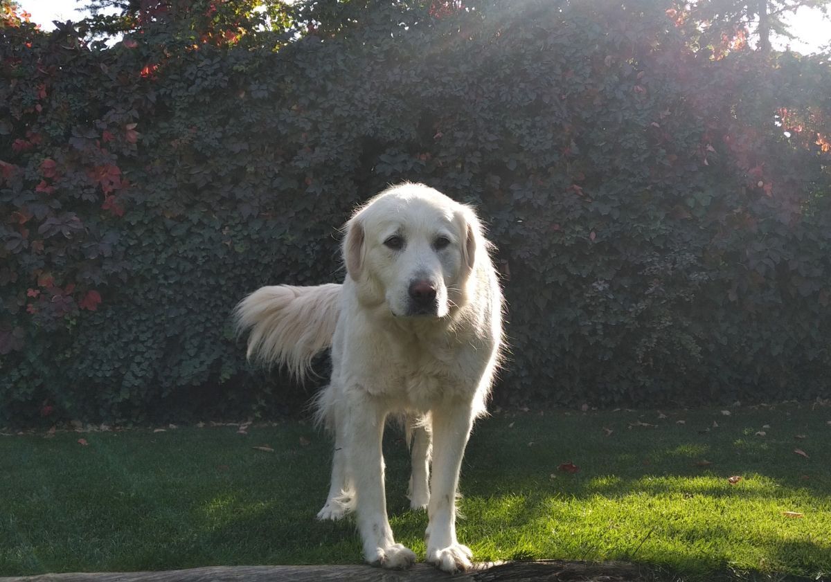 akbash marchant dans son jardin