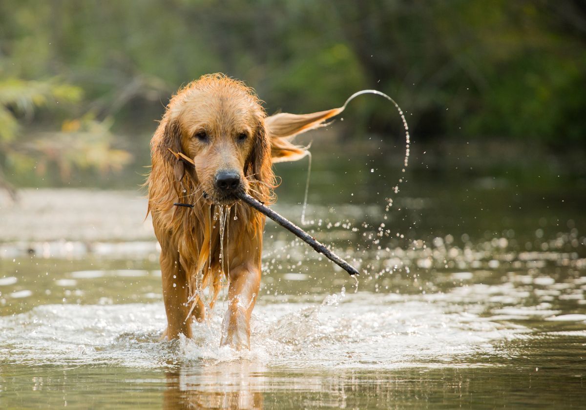golden retriever avec un bâton dans une rivière en randonnée