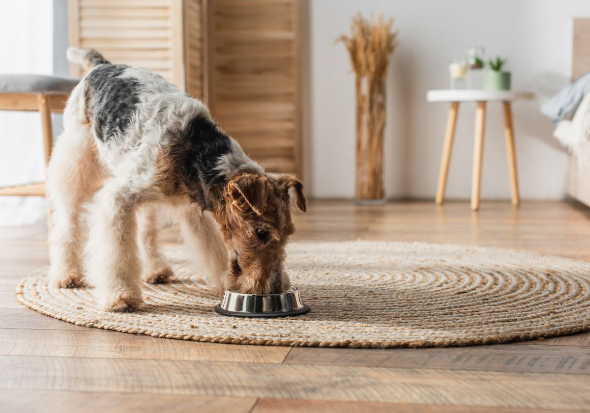chien mangeant dans sa gamelle