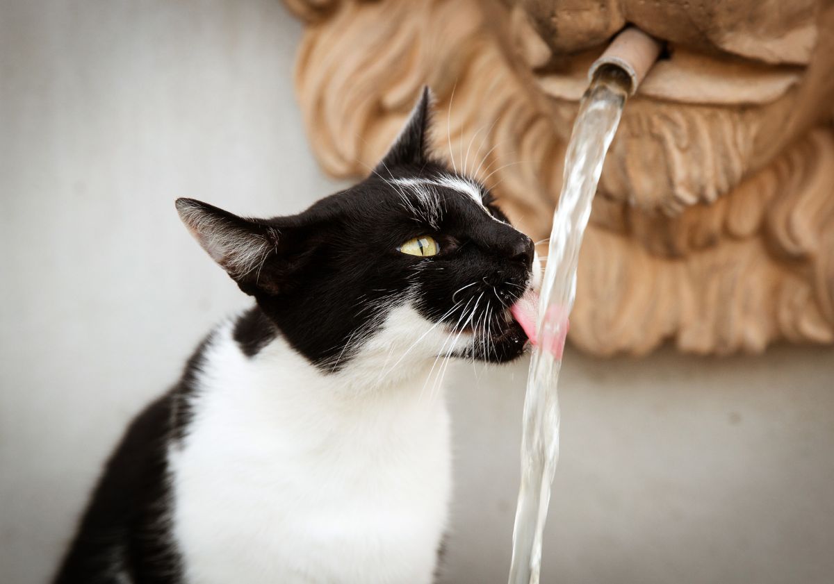 chat noir et blanc qui boit au robinet