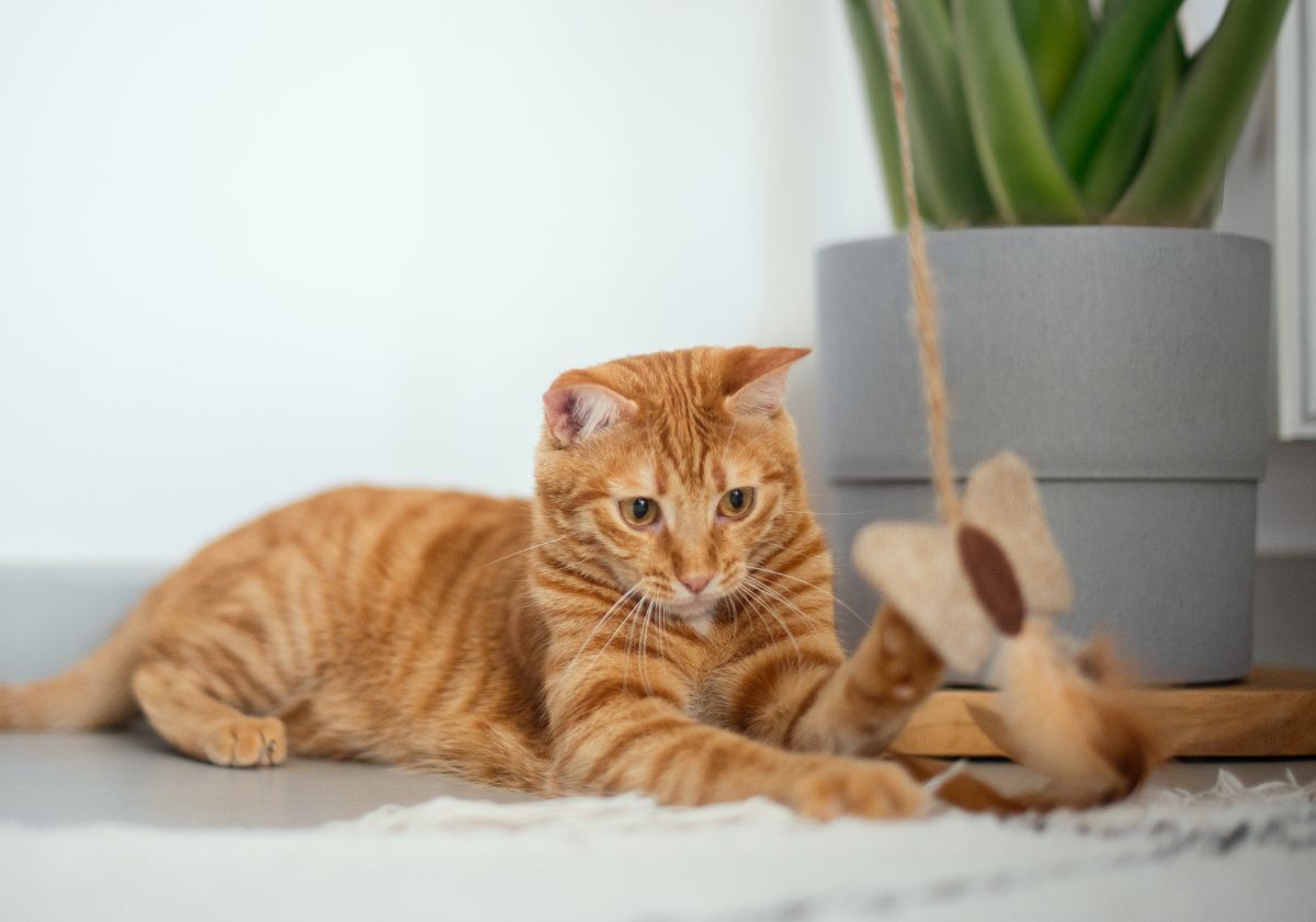 chat tabby roux jouant avec une canne à pêche
