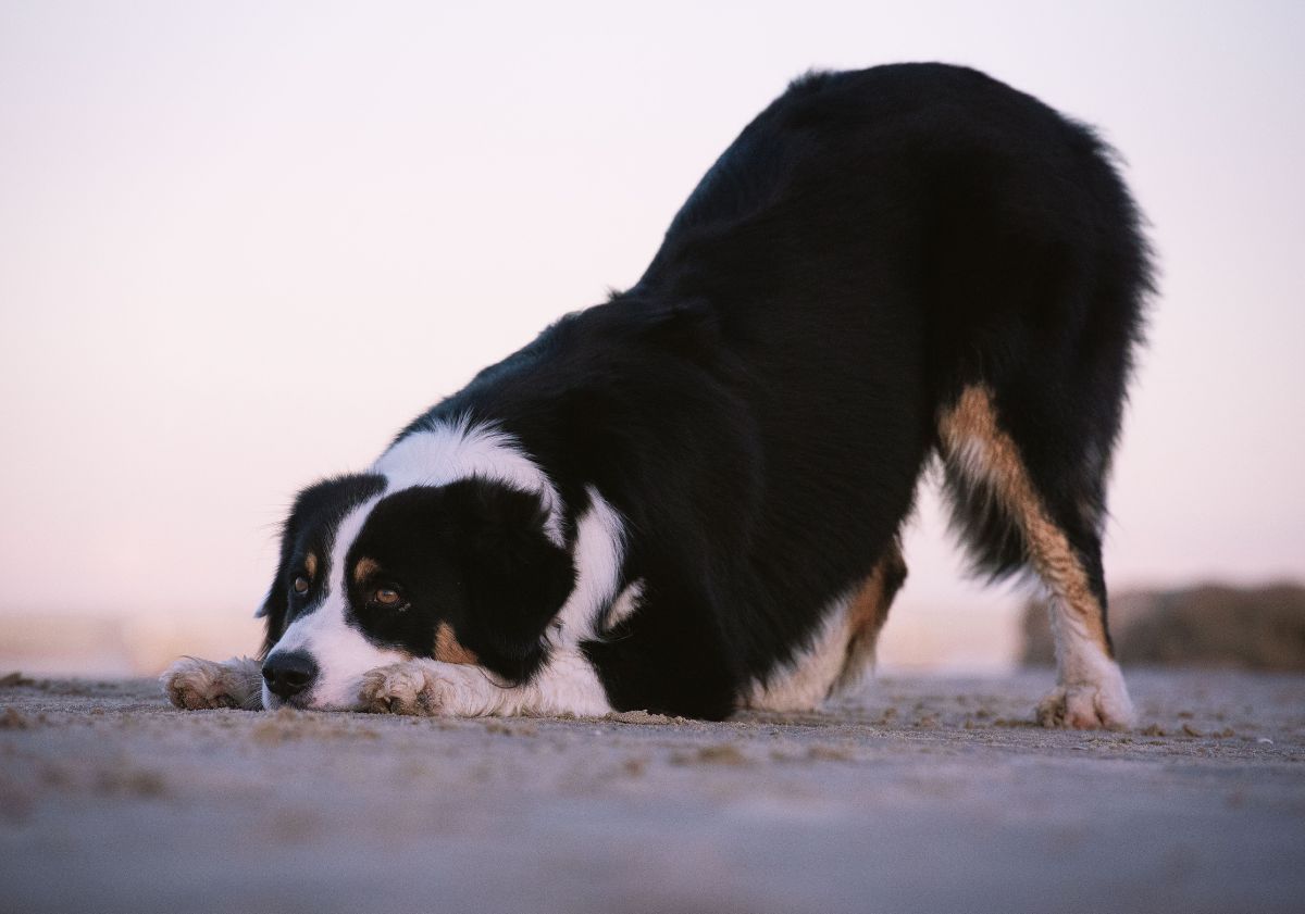 chien faisant de l'obérythmée
