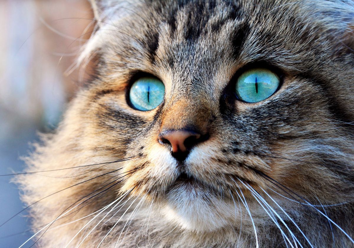 chat aux yeux bleus