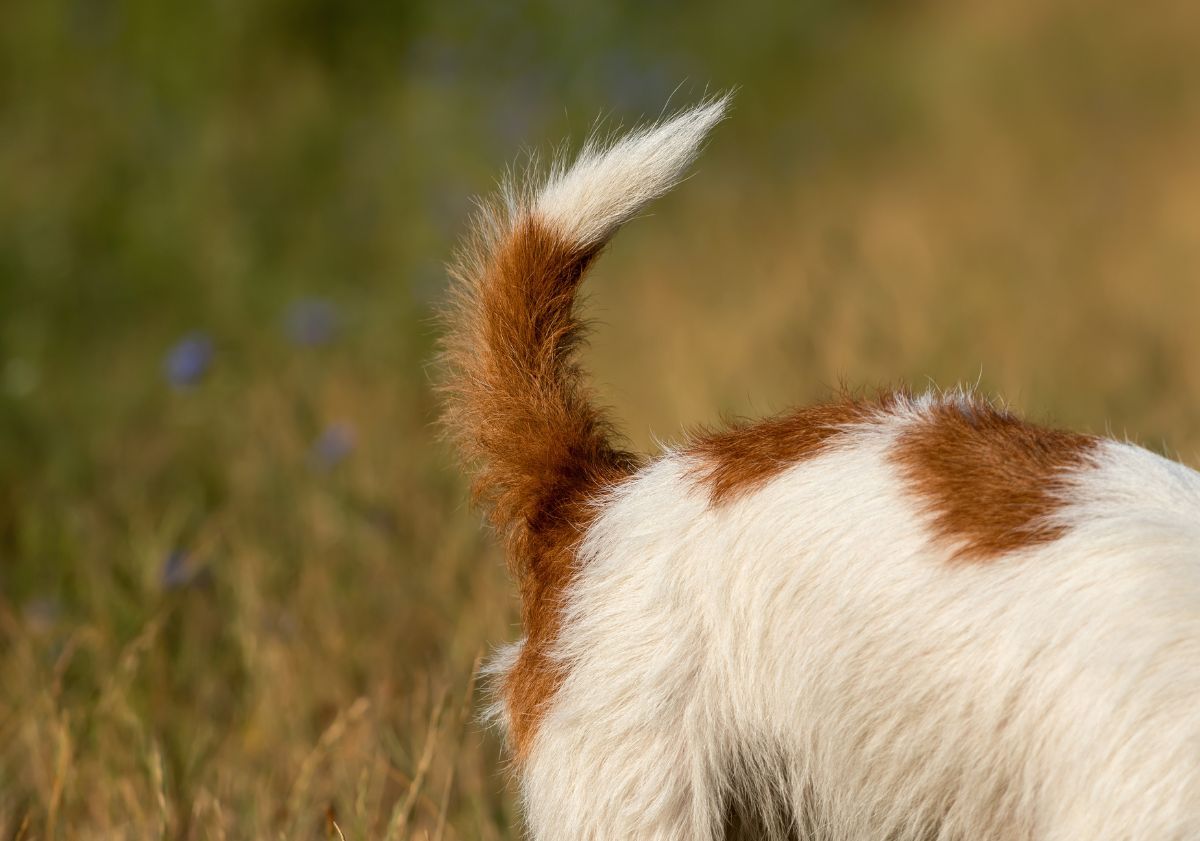derrière de chien dans la nature