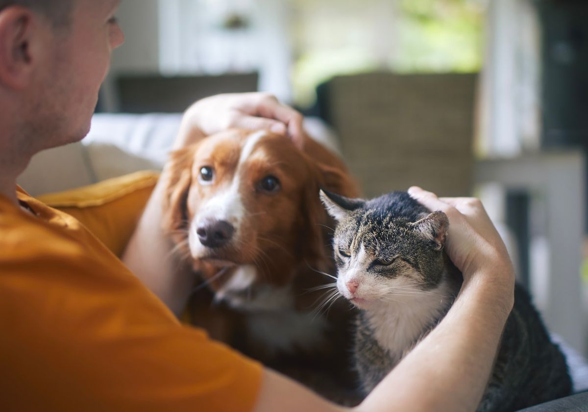 chien et chat avec leur maître