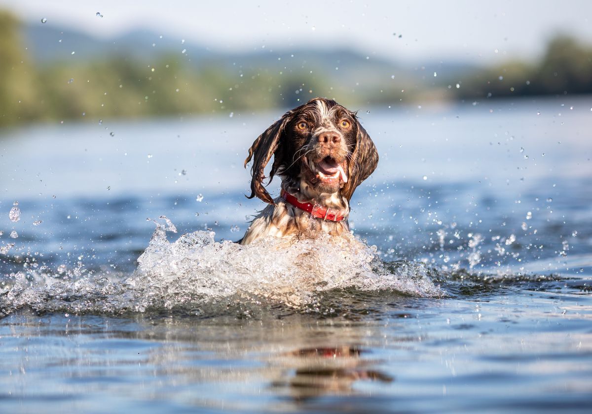 pelage jouant dans un lac