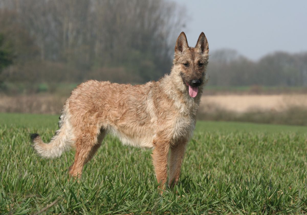 Berger Belge laekenois pelage clair dans un pré