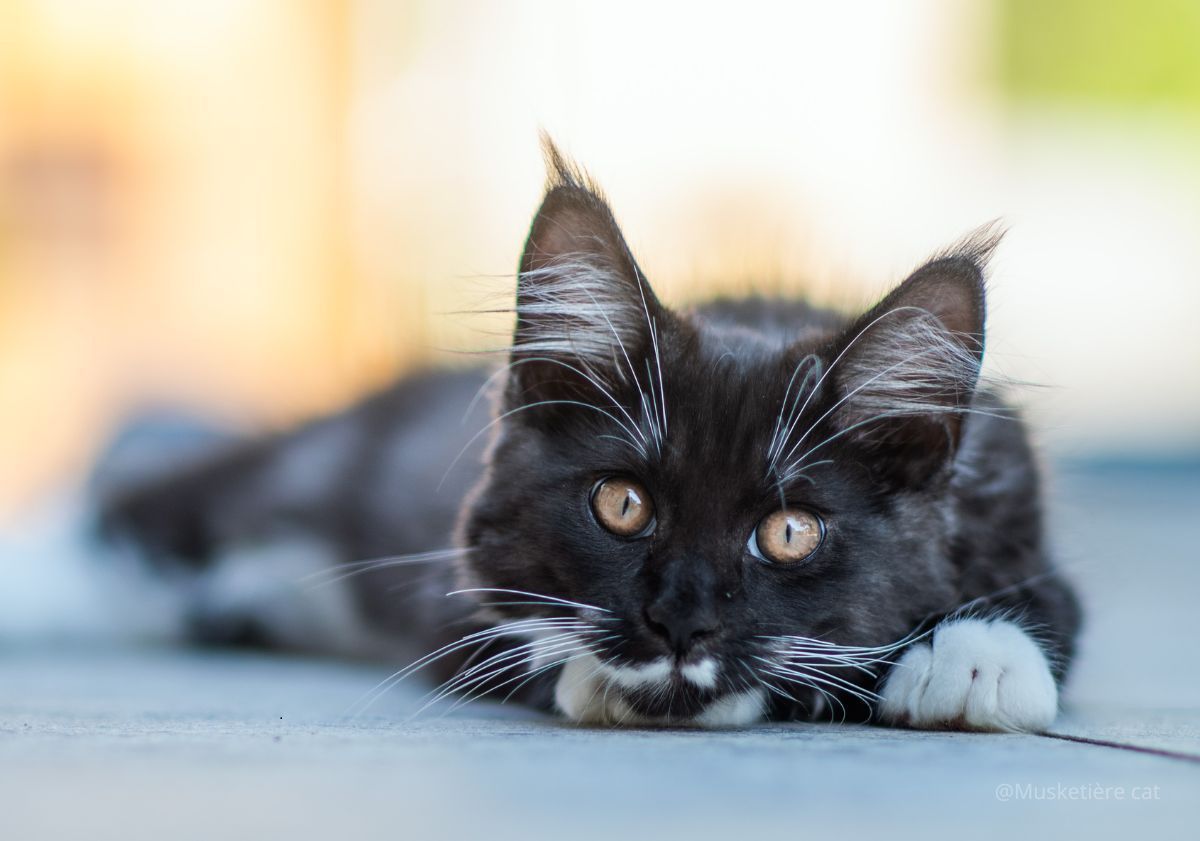 chaton maine coon noir et blanc