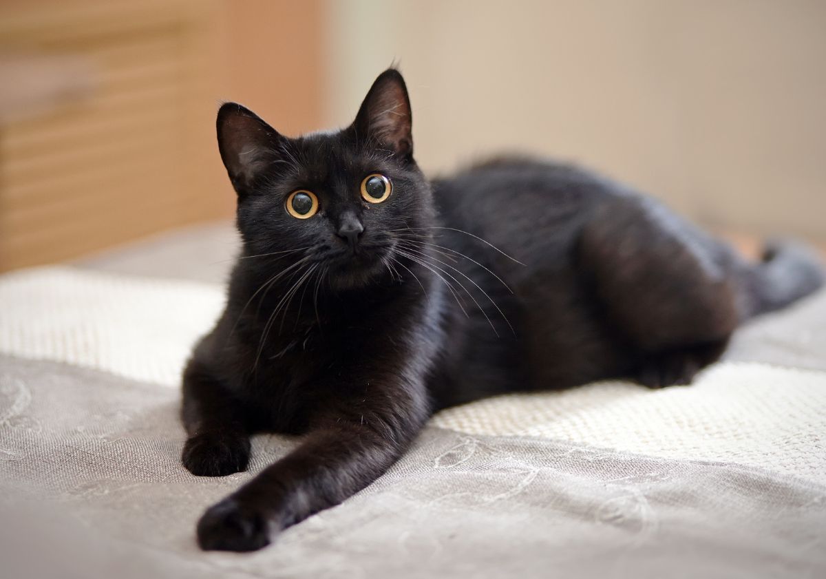 chat noir sur un lit