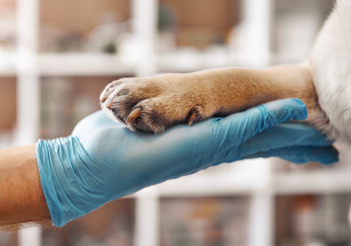 patte de chien et main de vétérinaire