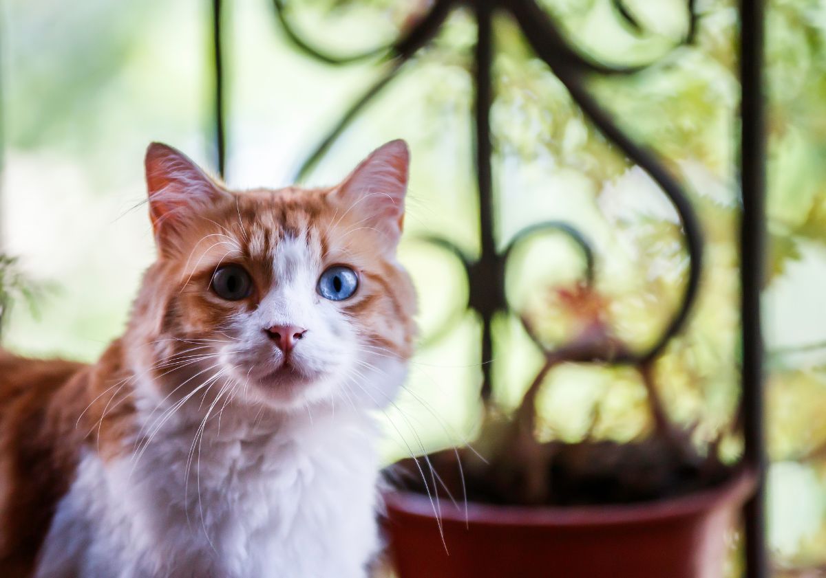 chat blanc et roux aux yeux bleus en extérieur