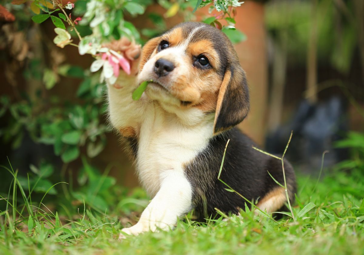 chiot jouant avec une feuille dans un jardin