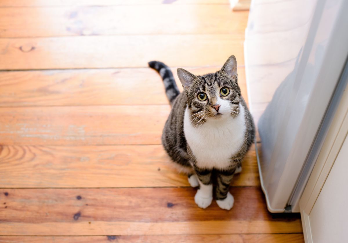 chat attendant ses croquettes