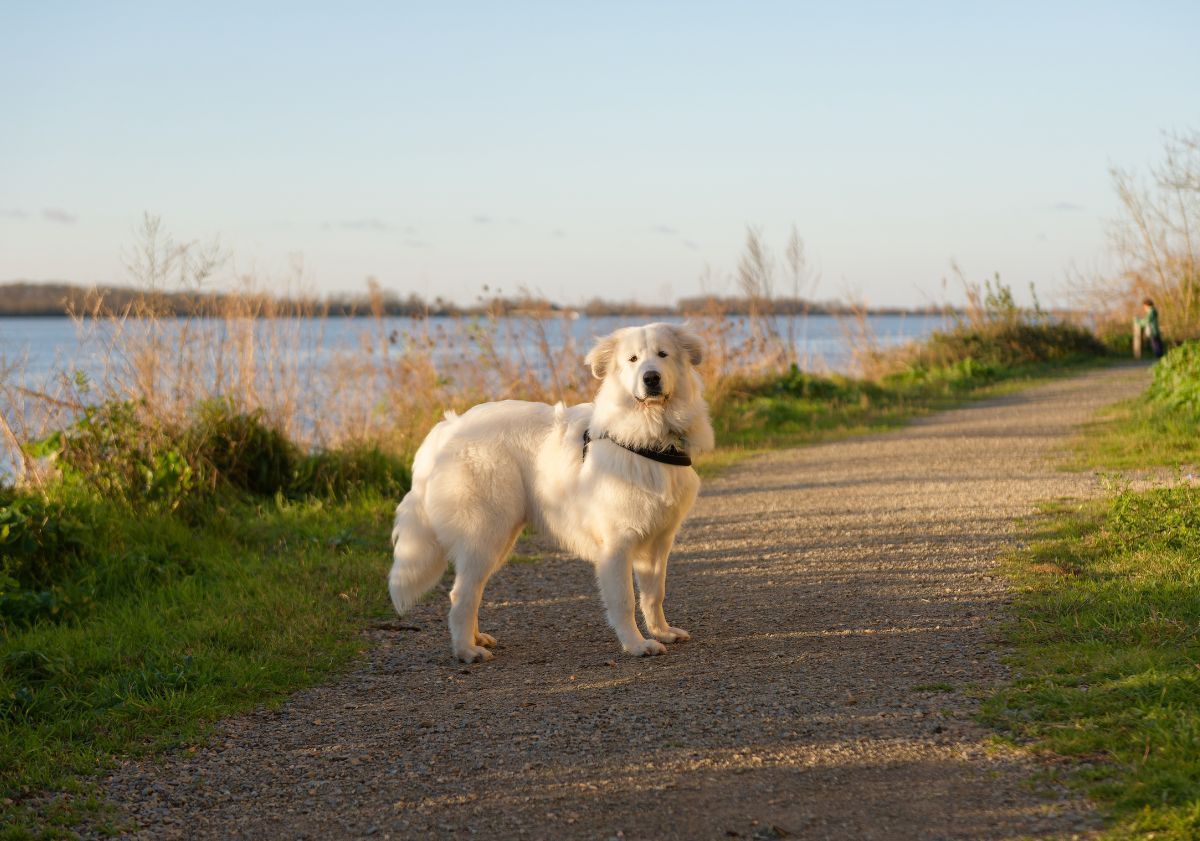 chien près d'une plage