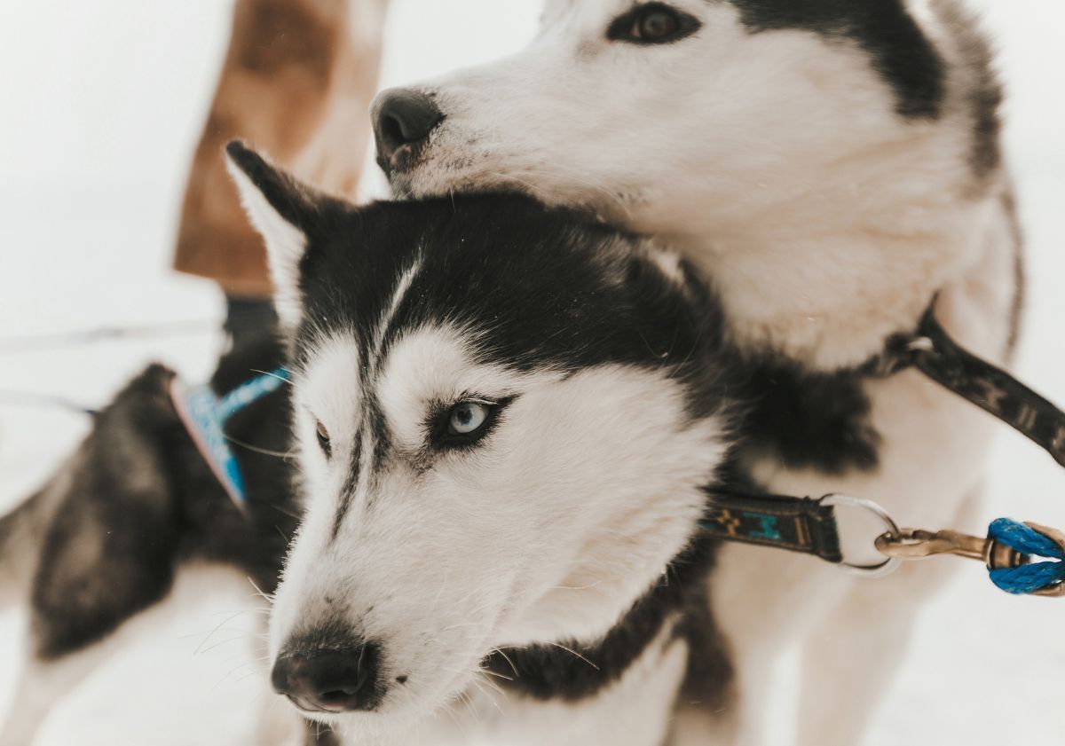 huskies chiens de traîneau