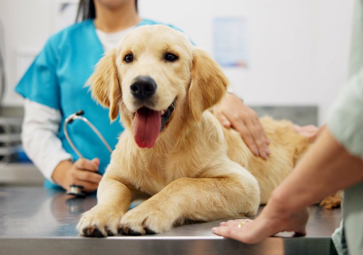 golden retriever chez le vétérinaire