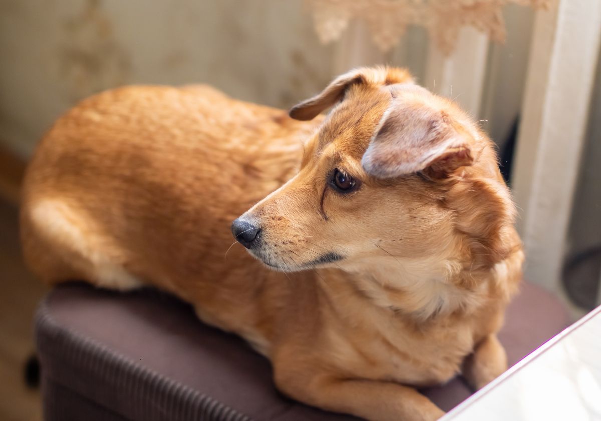 chien roux sur un pouf