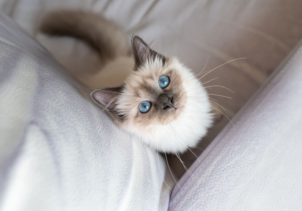 chat colorpoint aux yeux bleus regardant en haut