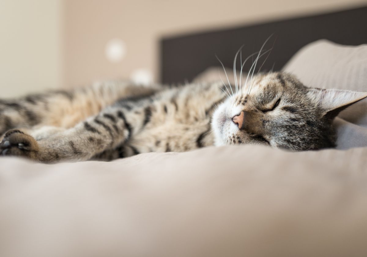 chat allongé sur un lit