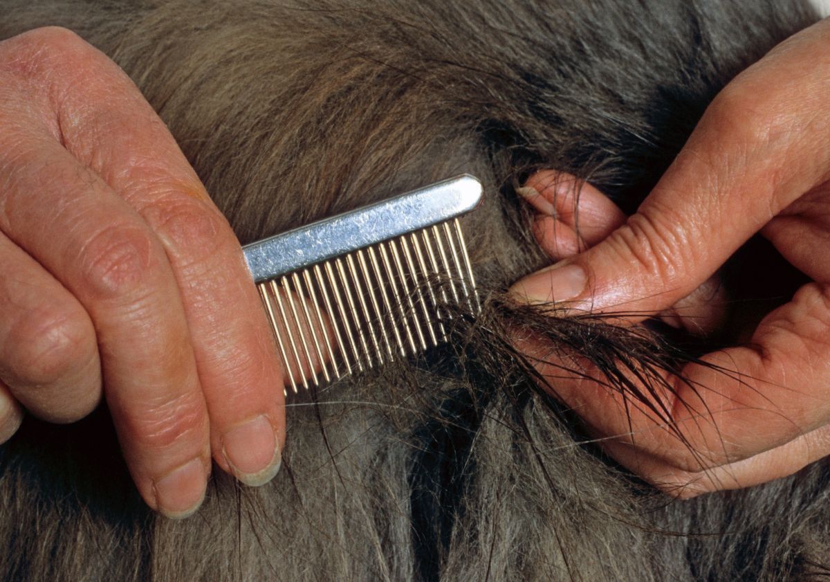 peigne dans les poils du chat