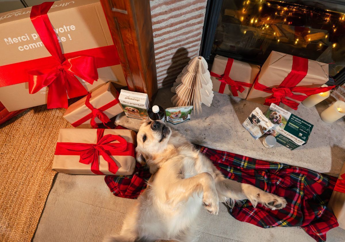 golden retriever allongé au milieu de friandises à Noël