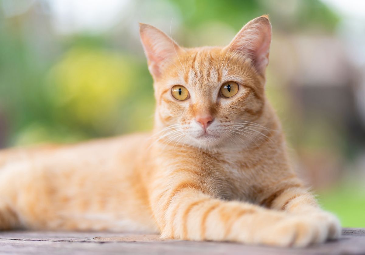 chat roux allongé dans son jardin