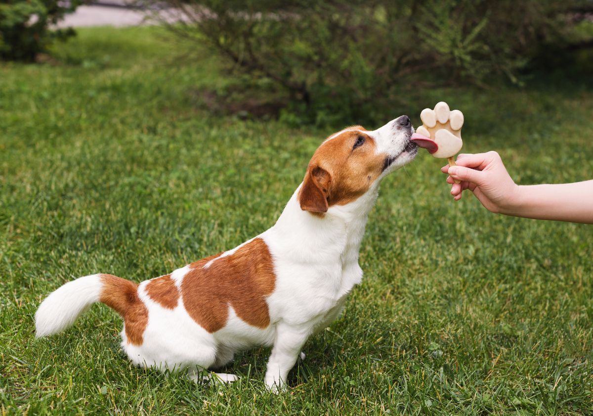 chien blanc et fauve qui mange une glace
