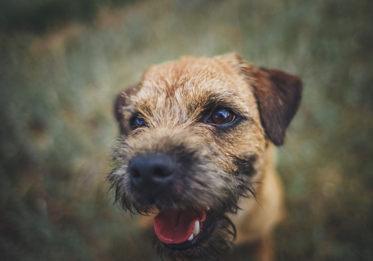 border terrier face caméra